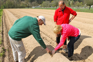 Landtagsabgeordnete Martina Fehlner versuchte sich auch im Spargelstechen