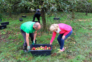 Auf den im Landkreis Aschaffenburg oft eher kleinteiligen Streuobstwiesen überwiegt die Handarbeit. Auch um faule Äpfel im Vorfeld bereits auszusortieren.